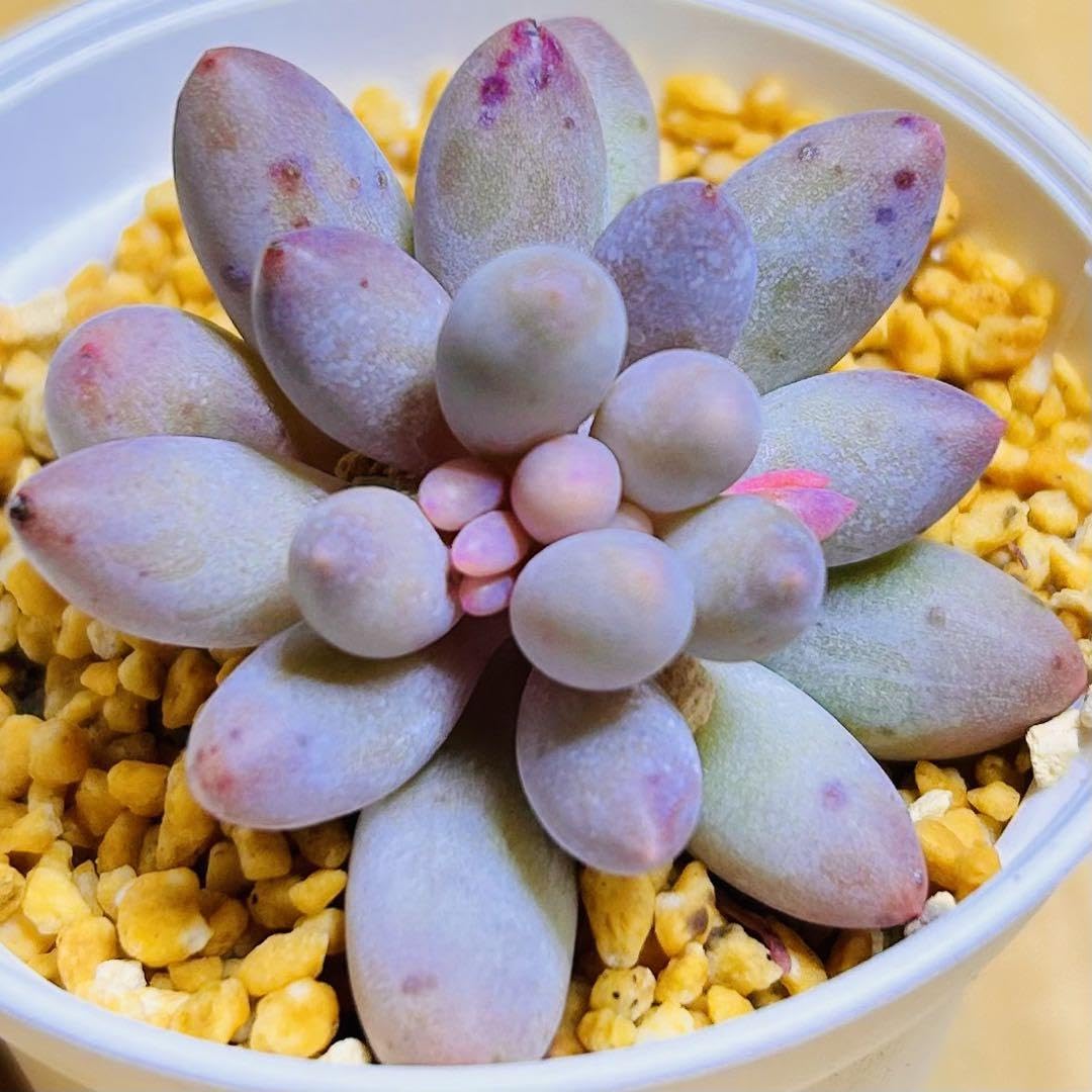 エンジェルフィンガーレッド エンジェルフィンガーレッド 多肉植物❤エンジェルフィンガー❤抜き苗